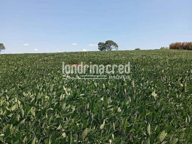 Sítio e chácara venda em Centro, Uraí