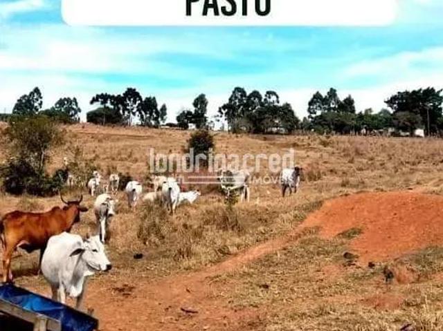 Sítio e chácara venda em Região Geográfica Imediata de Ibaití, Ibaiti
