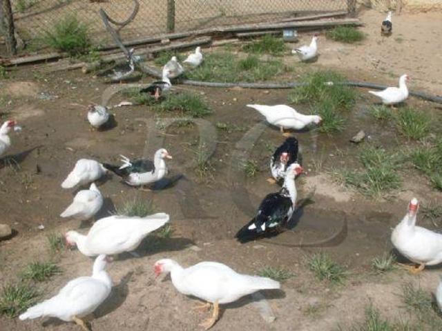Sítio e chácara venda em Parque das Nações, Juquia