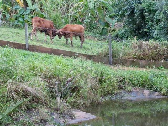 Sítio e chácara venda em Região Geográfica Imediata de Porto Alegre, Aglomeração Urbana do Litoral Norte