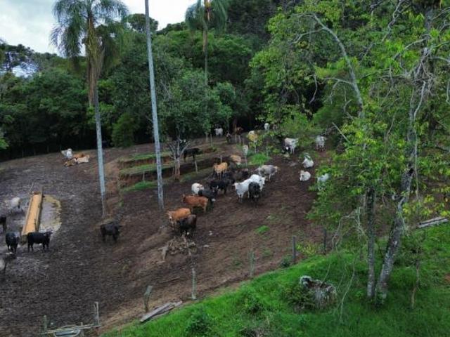 Sítio e chácara venda em Região Geográfica Imediata de Pouso Alegre, Munhoz