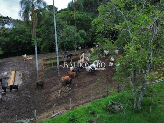 Sítio e chácara venda em Munhoz