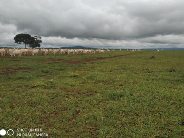 Sítio e chácara venda em Região Geográfica Imediata de Aquidauana - Anastácio, Miranda