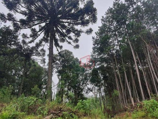 Sítio e chácara venda em Região Geográfica Imediata de Caxias do Sul, Gramado