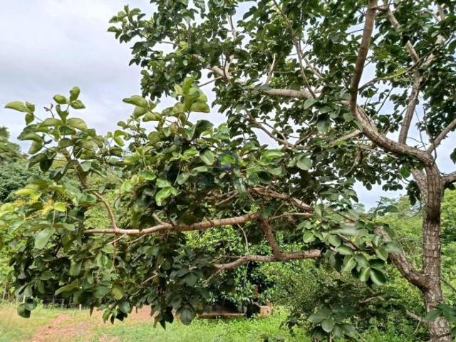 Sítio e chácara venda em Região Geográfica Imediata de Goiânia, Senador Canedo