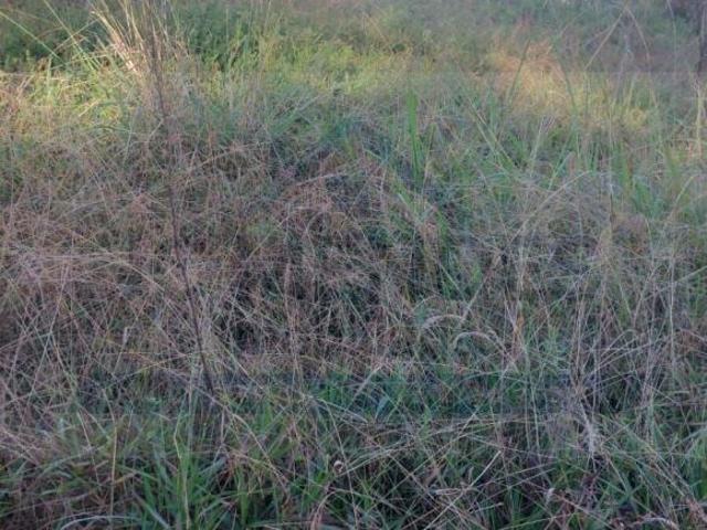 Sítio e chácara venda em São Francisco, Curitiba
