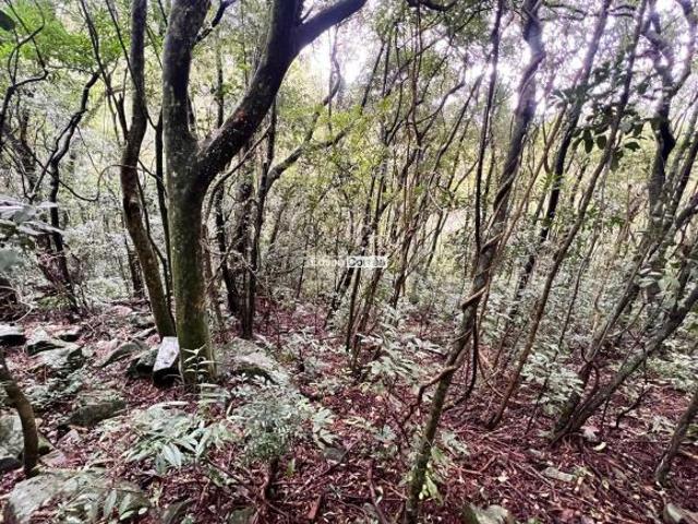 Sítio e chácara venda em Região Geográfica Imediata de Caxias do Sul, São Francisco de Paula