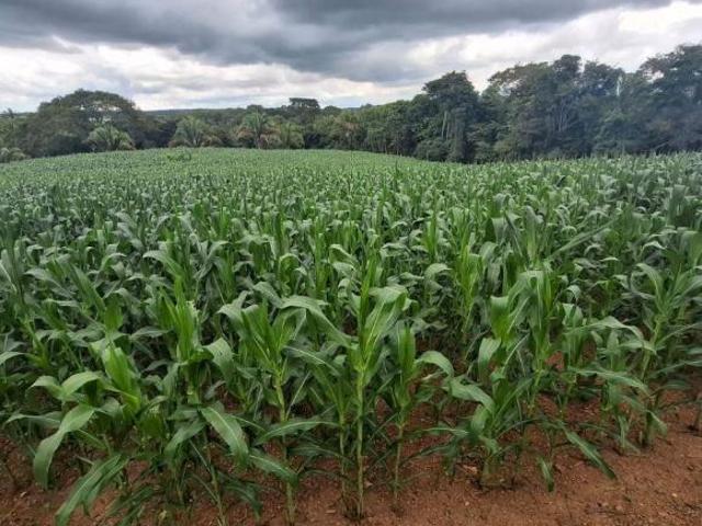 Sítio e chácara venda em Região Geográfica Imediata de Anápolis, Região Integrada de Desenvolvimento do Distrito Federal e Entorno