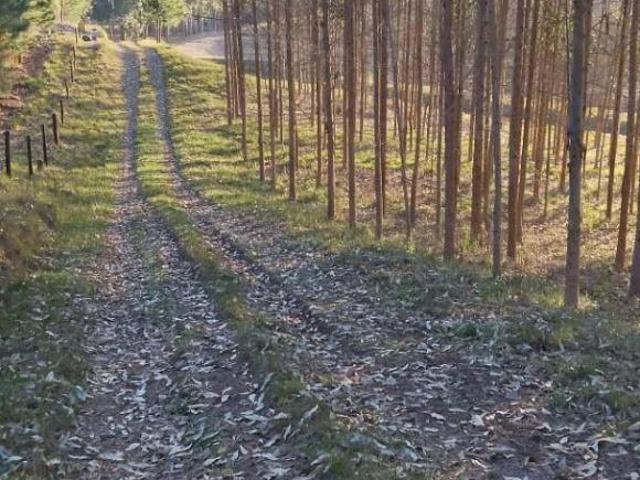 Sítio e chácara venda em Região Geográfica Imediata de Caxias do Sul, São Francisco de Paula