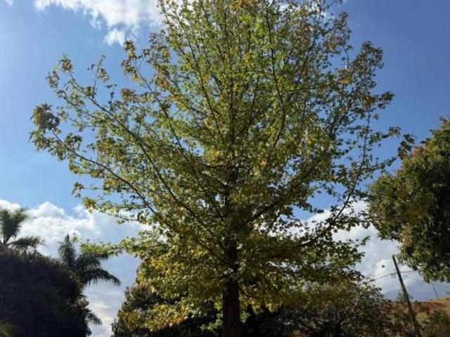 Sítio e chácara venda em Região Geográfica Imediata de Pouso Alegre, Inconfidentes