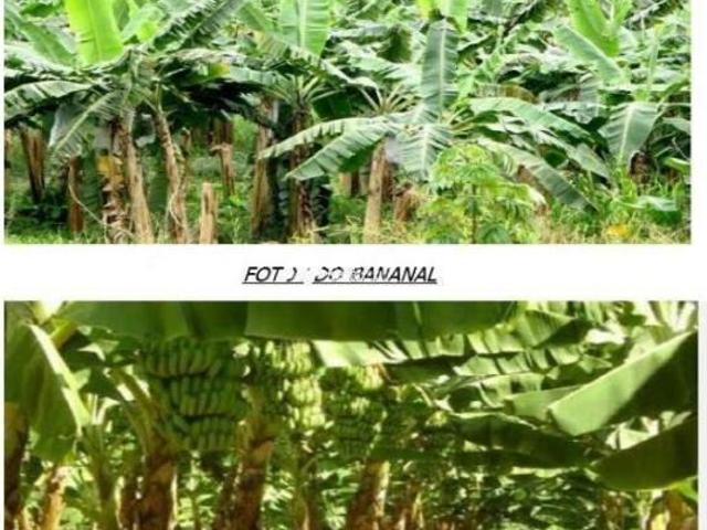 Sítio e chácara venda em Juquiá, Juquia