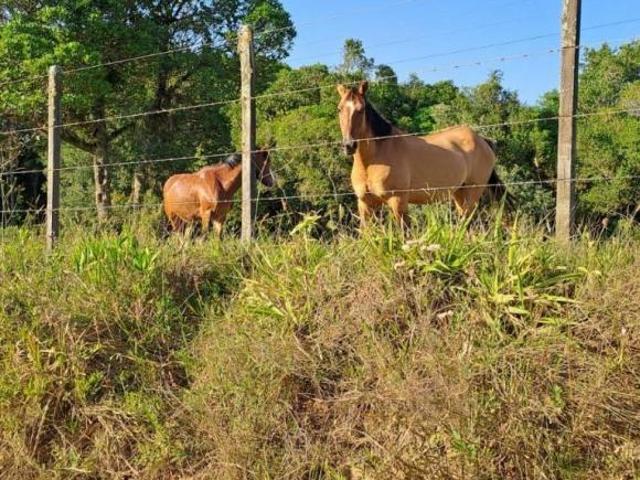 Sítio e chácara venda em Região Geográfica Imediata de Porto Alegre, Barra do Ribeiro