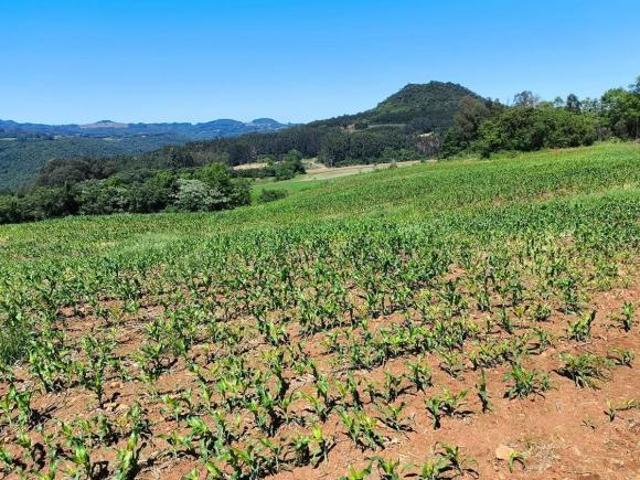 Sítio e chácara venda em Gramado