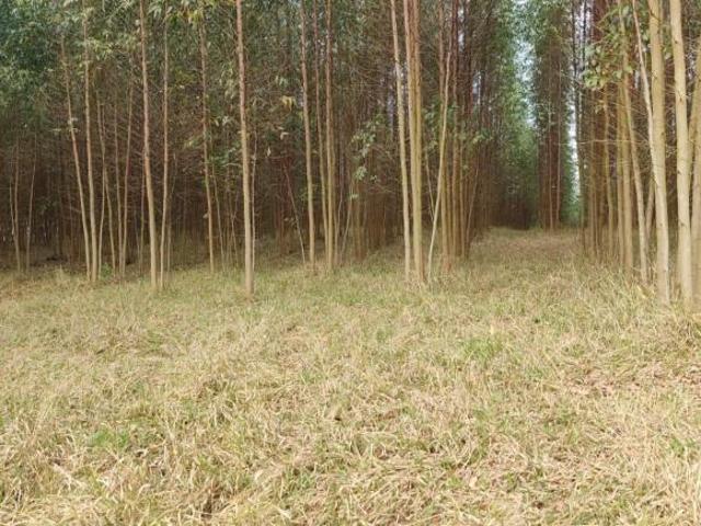 Sítio e chácara venda em Região Imediata de Itapetininga, Região Metropolitana de Sorocaba
