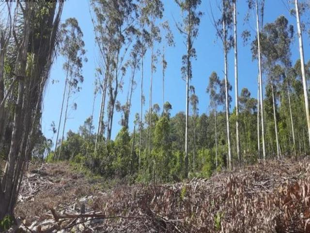 Sítio e chácara venda em Região Geográfica Imediata de Caxias do Sul, Nova Petrópolis