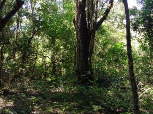 Sítio e chácara venda em Região Geográfica Imediata de Caxias do Sul, Gramado