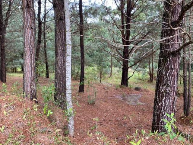 Sítio e chácara venda em Região Geográfica Imediata de Caxias do Sul, Canela