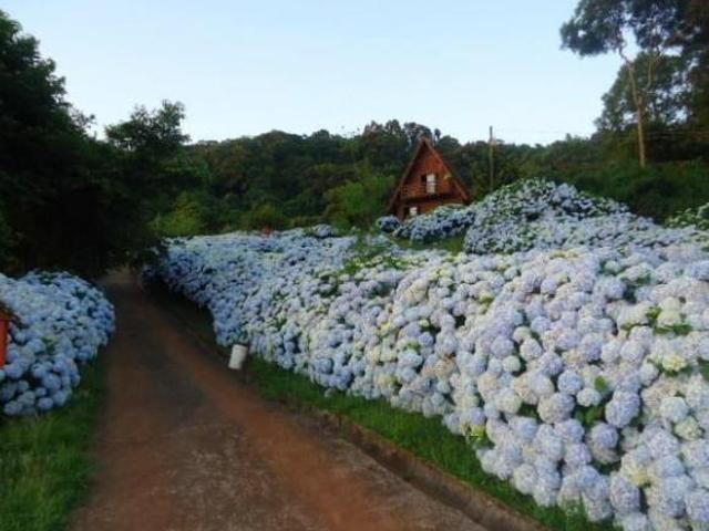 Sítio e chácara venda em Gramado
