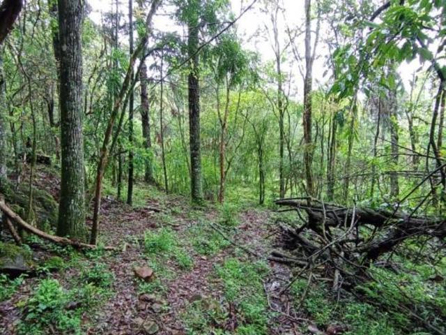Sítio e chácara venda em Região Geográfica Imediata de Caxias do Sul, Gramado
