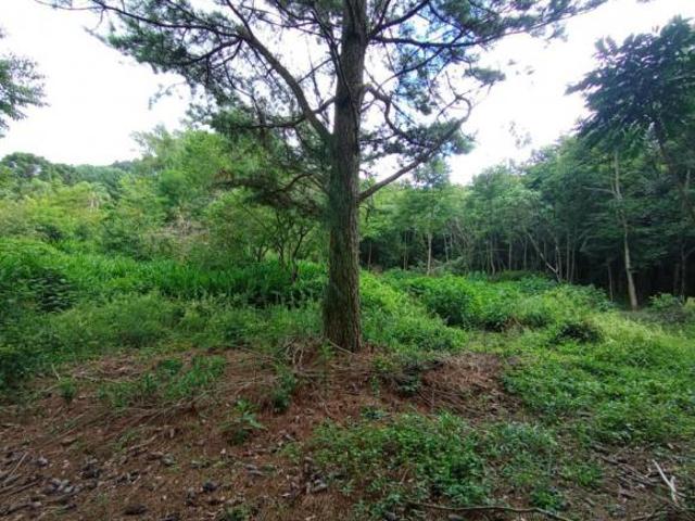 Sítio e chácara venda em Região Geográfica Imediata de Novo Hamburgo - São Leopoldo, Santa Maria do Herval