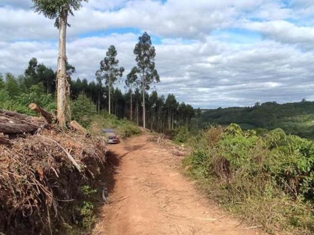 Sítio e chácara venda em Região Geográfica Imediata de Caxias do Sul, Nova Petrópolis