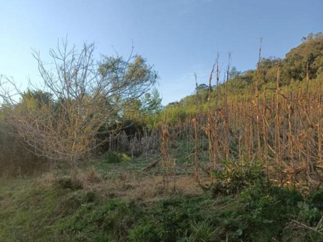 Sítio e chácara venda em Região Geográfica Imediata de Caxias do Sul, Gramado