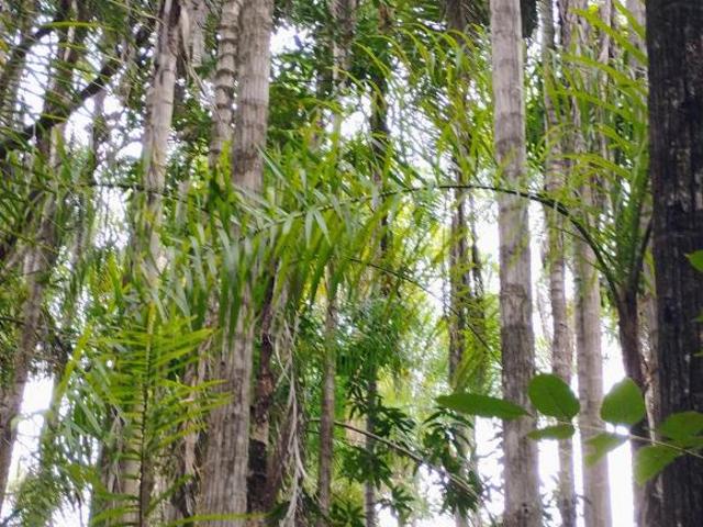 Sítio e chácara venda em Região Geográfica Imediata de Uruaçu - Niquelândia, Colinas do Sul