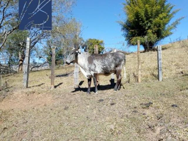 Sítio e chácara venda em Jardim São Benedito, Cambuí