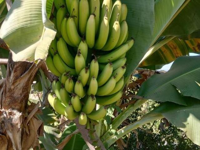Sítio e chácara venda em Novo Eldorado, Contagem