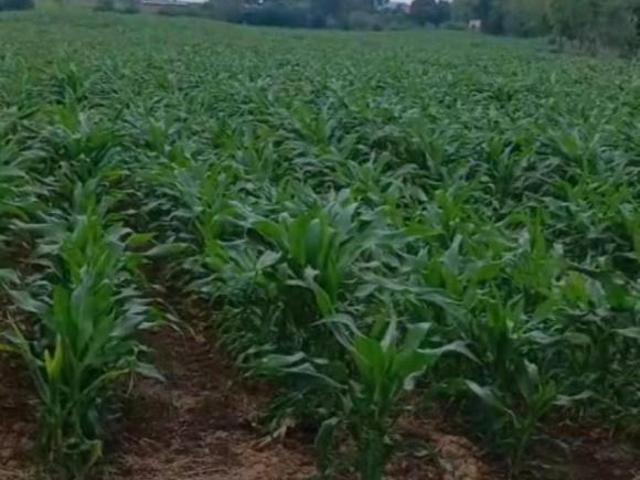 Sítio e chácara venda em Região Geográfica Imediata de Pouso Alegre, Santa Rita do Sapucaí