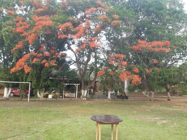 Sítio e chácara aluguel em Região Geográfica Imediata de Cuiabá, Região Metropolitana do Vale do Rio Cuiabá