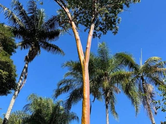 Sítio e chácara aluguel em São Carlos, Região Geográfica Intermediária de Araraquara