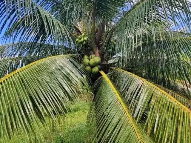 Sítio e chácara aluguel em Região Geográfica Imediata de Natal, São José de Mipibu