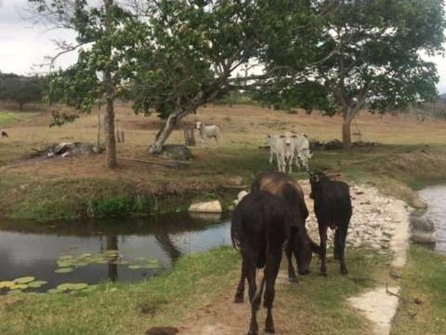 Sítio e chácara venda em Região Geográfica Imediata de Caruaru, Agrestina