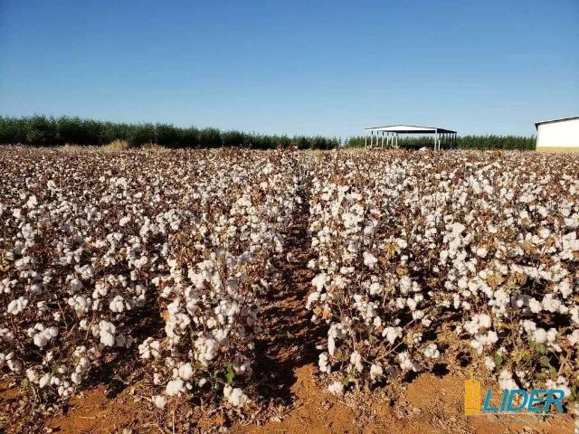 Sítio e chácara venda em Região Geográfica Imediata de Água Boa, Água Boa