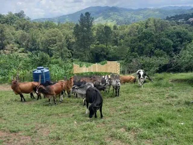 Sítio e chácara venda em Região Imediata de São João da Boa Vista, Águas da Prata