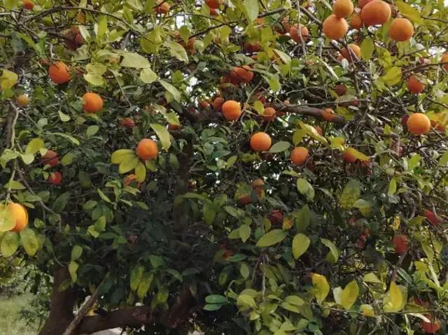 Sítio e chácara venda em Região Imediata de Amparo, Águas de Lindoia