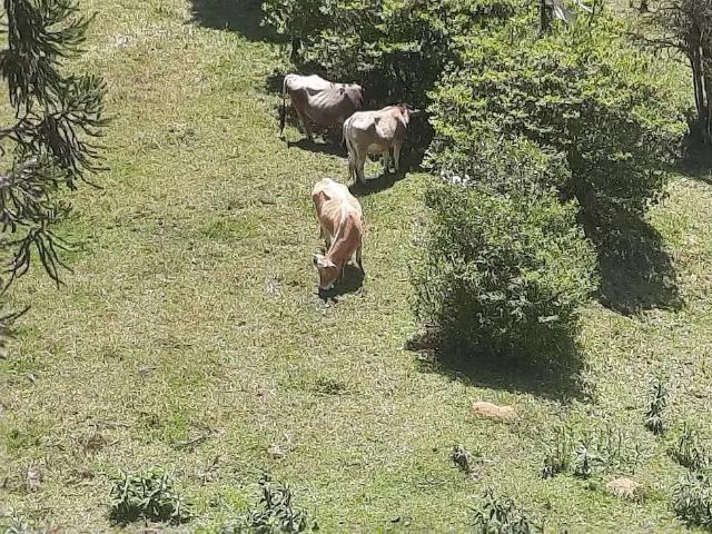 Sítio e chácara venda em Região Geográfica Imediata de Florianópolis, Águas Mornas