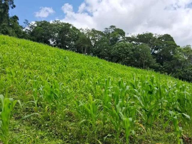 Sítio e chácara venda em Região Geográfica Imediata de Florianópolis, Águas Mornas