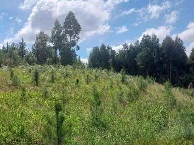 Sítio e chácara venda em Região Geográfica Imediata de Curitiba, Região Metropolitana de Curitiba