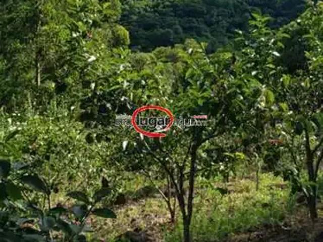Sítio e chácara venda em Região Geográfica Imediata de Caxias do Sul, Alto Feliz