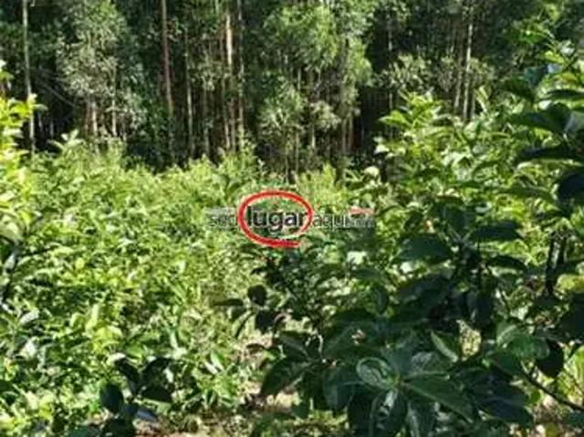 Sítio e chácara venda em Região Geográfica Imediata de Caxias do Sul, Alto Feliz