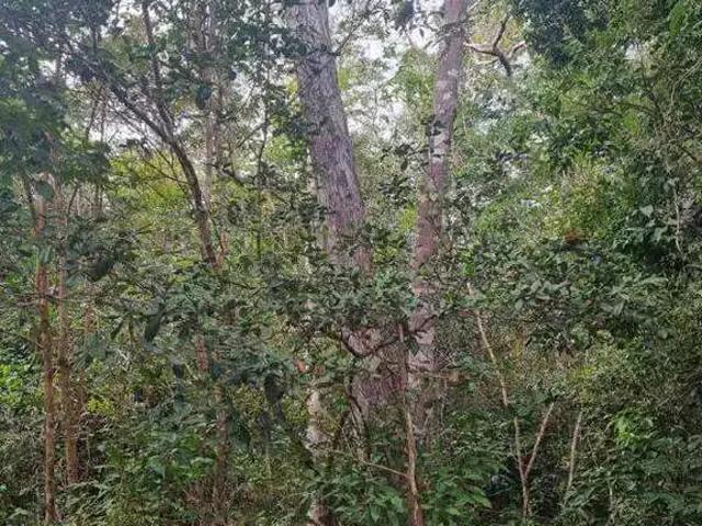 Sítio e chácara venda em Alvorada do Gurguéia, Região Nordeste
