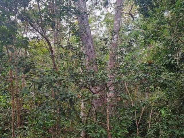 Sítio e chácara venda em Alvorada do Gurguéia, Região Nordeste