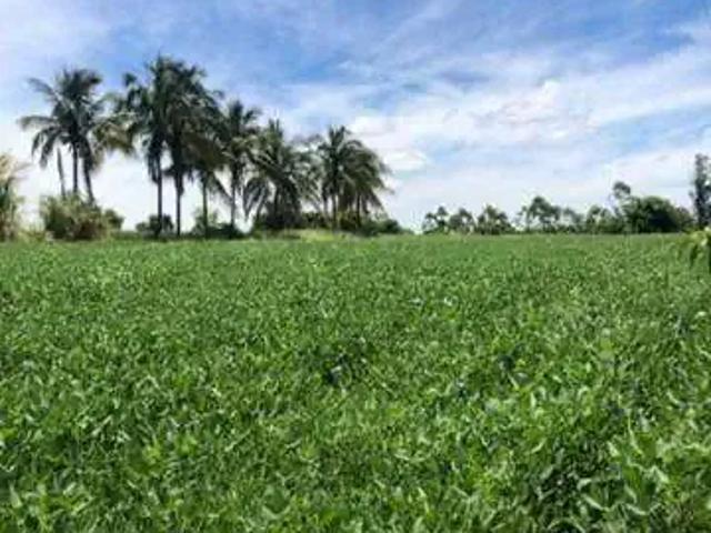 Sítio e chácara venda em Região Geográfica Imediata de Londrina, Alvorada do Sul