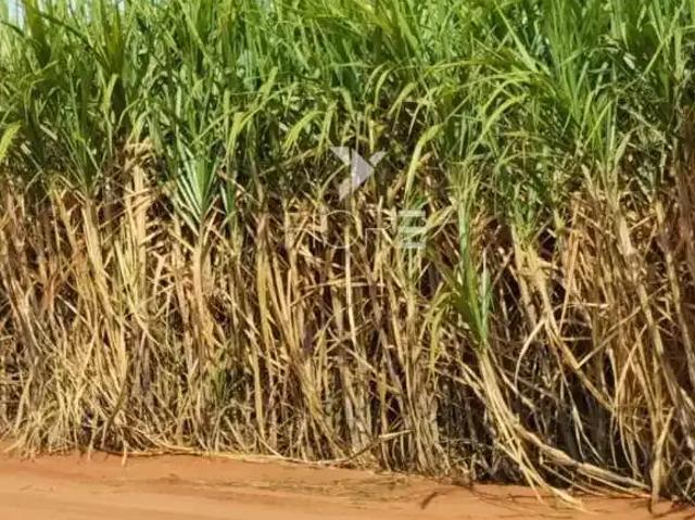 Sítio e chácara venda em Região Geográfica Imediata de Paranavaí, Amaporã