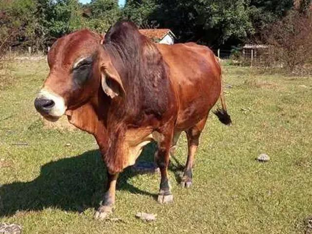 Sítio e chácara venda em Região Imediata de Itapetininga, Angatuba