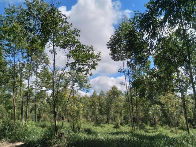 Sítio e chácara venda em Vila Prestes, Angatuba