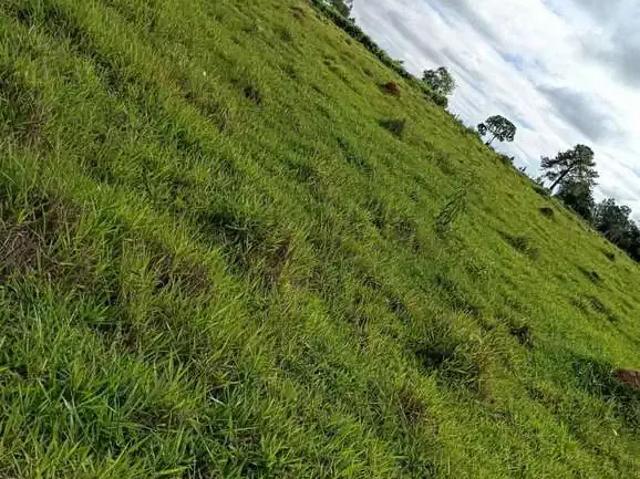 Sítio e chácara venda em Região Imediata de Itapetininga, Angatuba