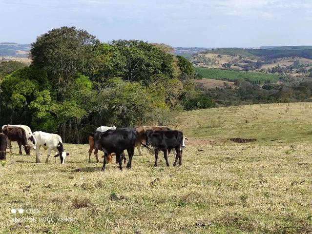 Sítio e chácara venda em Região Imediata de Franca, Pedregulho